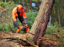 How Our Tree Care Process Works  in Orland, CA